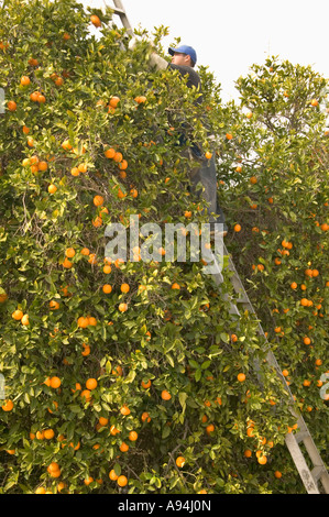 Farm worker on ladder harvesting 'Valencia' oranges, California Stock Photo