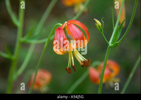 Flowers of the 'Vollmeri Lily' , Del Norte County, California Stock Photo