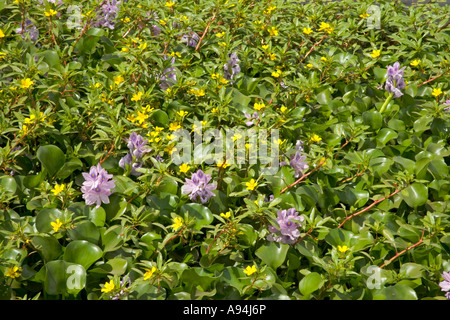 Water Hyacinth & Water Primrose growing in waterway, California Stock Photo