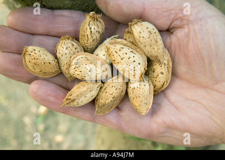 Hand  displaying harvested almonds, California Stock Photo