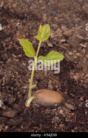 Cork Oak Acorn sprouting, seedling, California. Stock Photo