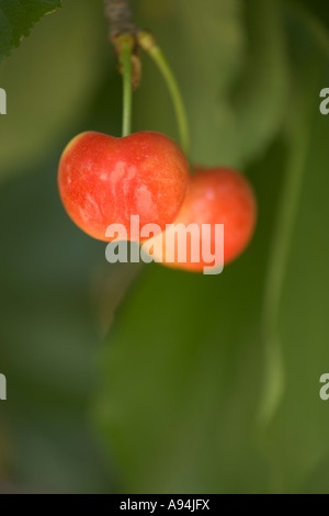 Cherries "Rainier'  foliage, branch. Stock Photo