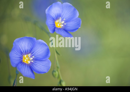 Flax flowers, Nevada Stock Photo