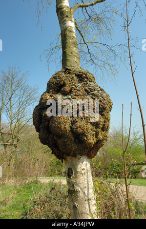 Burl or burr lump growth on silver birch tree most likely caused by ...