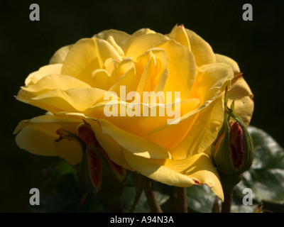 Yellow Rose fully opened in an English Garden Stock Photo