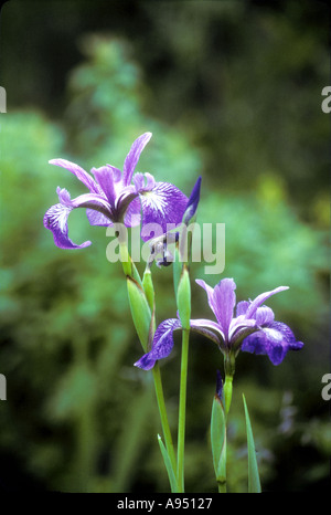 A Blue flag Iris portrait in rural southern Manitoba, Canada Stock Photo