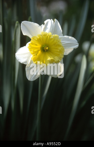 white and yellow live flower on dark green background Stock Photo
