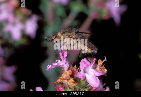 Fly, Order Diptera. On Thyme plant Stock Photo