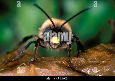 Long-horned Bee, Eucera sp. Male head frontal view Stock Photo