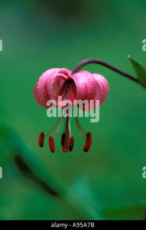 Martagon or Turk's Cap Lily, Lilium martagon. Flower closeup Stock Photo
