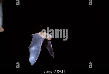 Soprano Pipistrelle Bat, Pipistrellus pygmaeus. In flight with open mouth Stock Photo