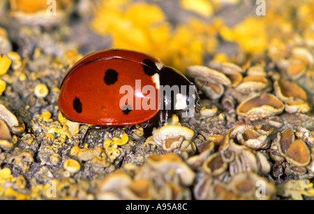 7-spot Ladybird, Coccinella 7-punctata. On lichens ground Stock Photo