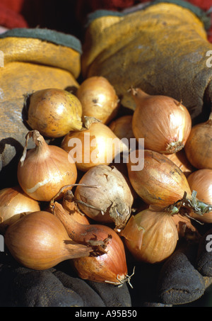 onion sets in gardeners hands Stock Photo