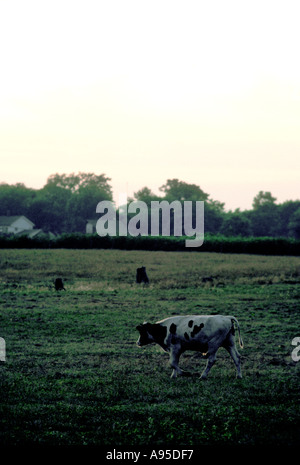 Dairy cows in a farm. Vertical view on machine milking of a cow Stock ...