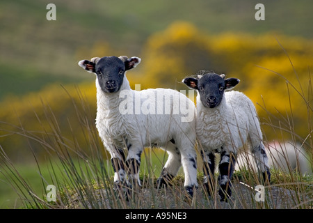 Two Black Faced Lambs on Hillside Scotland Stock Photo