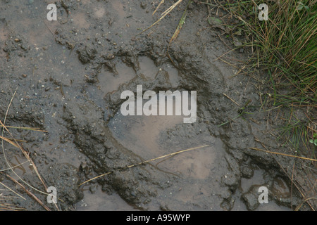 footprint from Brown bear, Central balkan national; park, Bulgaria Stock Photo