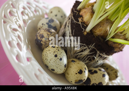 Hyacinth with quail's eggs Stock Photo