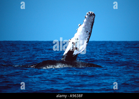 Humpback whale pectoral fin slap Megaptera novaeangliae Big Island Hawaii N Pacific Stock Photo