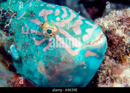 Stareye parrotfish sleeping Calotomus carolinus Kailua Kona Stock Photo