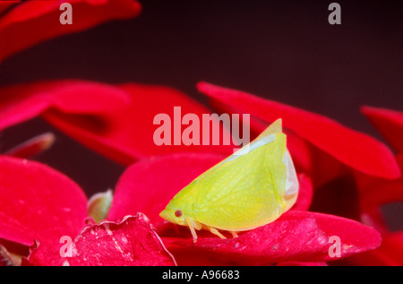 Green planthopper on red geranium flower Stock Photo