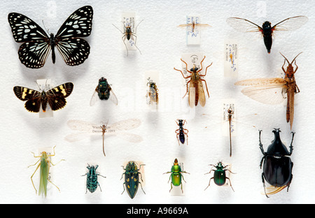 Pinned insect collection, miscellaneous insectsdead b Stock Photo