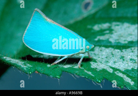 Unusual blue form of a green planthopper (Siphanta acuta) Stock Photo