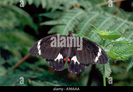Male Australian Orchard swallowtail butterfly Stock Photo