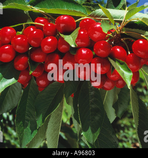 Agriculture - Closeup of a heavy crop of mature harvest ready Bing cherries on the tree / Morgan Hill, California, USA. Stock Photo