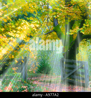 sunlight rays of shining brightly through tree branches in Autumn Stock Photo
