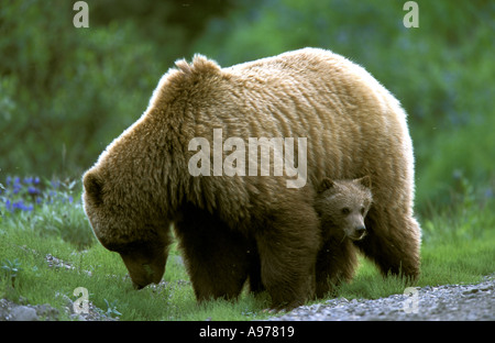 Grizzly Brown Bear Sow and Cub Denali National Park Alaska Stock Photo