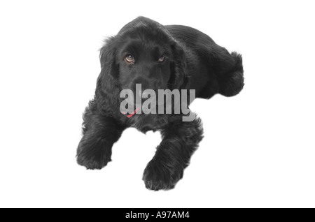 Two month old cocker spaniel puppy lying down cutout on white background Stock Photo
