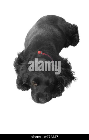 Two month old black cocker spaniel puppy lying down cutout on white background Stock Photo