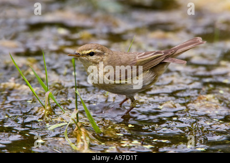 Willow Warbler Phylloscopus trochilus  in garden pond looking alert Potton Bedfordshire Stock Photo