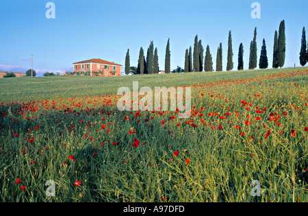 Poppies Tuscany Italy Stock Photo