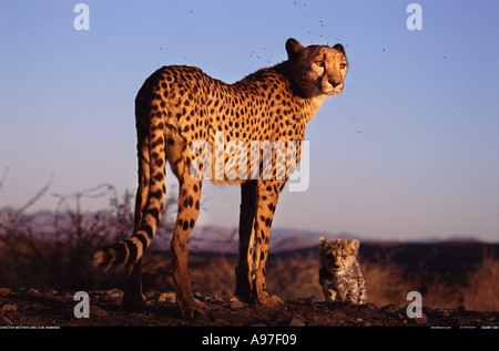 Cheetah mother and cub Namibia Stock Photo