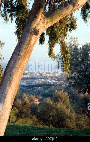 Eucalyptus Tree growing in the hills above Fuengirola, Costa del Dol,  Spain, Stock Photo