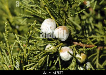 Chinese Juniper (Juniperus chinensis) variety 'Keteleeri' Stock Photo