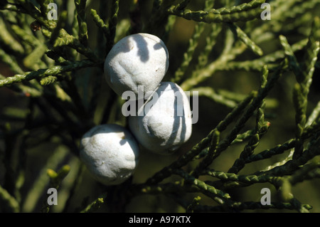 Chinese Juniper (Juniperus chinensis) variety 'Keteleeri' Stock Photo