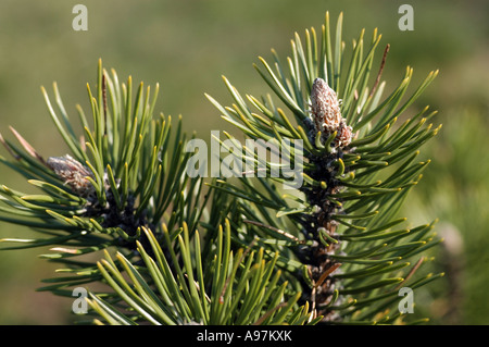 Mugo pine (Pinus mugo) also called Swiss mountain pine variety 'Mops Midget' Stock Photo