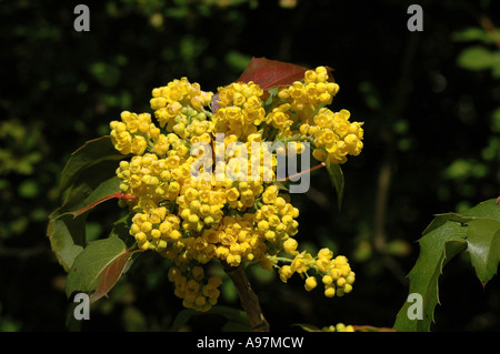 Oregon Hollygrape (Berberis aquifolium, syn. Mahonia aquifolium) also called Hollyleaved barberry or Oregon grape Stock Photo
