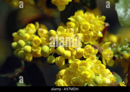 Oregon Hollygrape (Berberis aquifolium, syn. Mahonia aquifolium) also called Hollyleaved barberry or Oregon grape Stock Photo