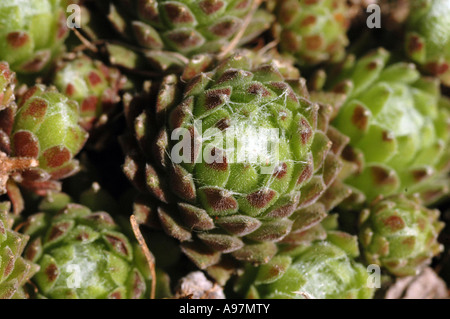 Sempervivum ciliosum mountain plant (kind of Houseleeks or Liveforever from crassulaceae family) Stock Photo