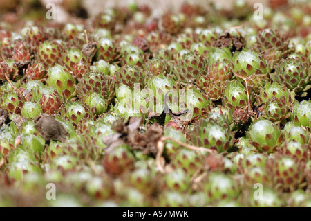 Sempervivum ciliosum var. borisii mountain plant (kind of Houseleeks or Liveforever from crassulaceae family) Stock Photo