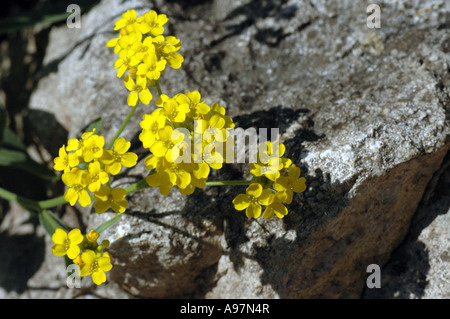 Basket of Gold (Alyssum saxatile, Aurinia saxatilis) also called Goldentuft alyssum or Rock madwort or Gold dust Stock Photo
