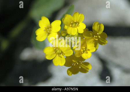 Basket of Gold (Alyssum saxatile, Aurinia saxatilis) also called Goldentuft alyssum or Rock madwort or Gold dust Stock Photo