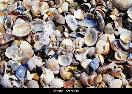 Seashells on a seashore Stock Photo