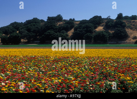 Zinnia foreground marigold yellow background Solvang California United States North America Stock Photo