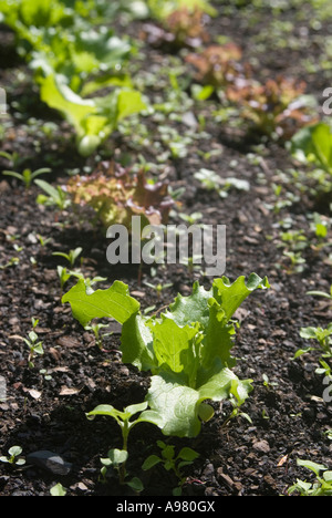 Young mixed lettuce seedlings with weeds Stock Photo