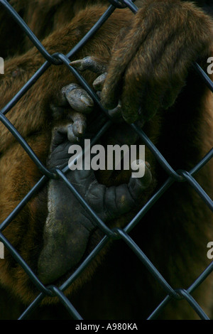 close up of gibbons hands in captivity ape family Stock Photo