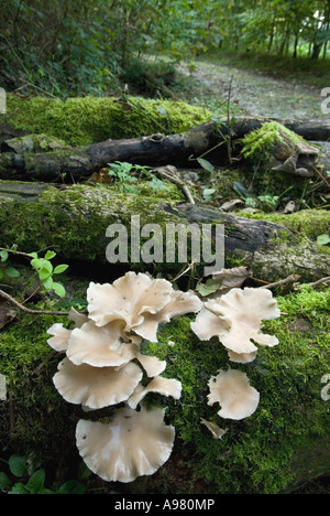 Pleurotus cornucopiae growing on rotting Sycamore logs, Wales, UK. Stock Photo